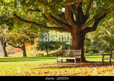 Wooden bench under the tree in the Royal Botanic Gardens, London, UK Stock Photo