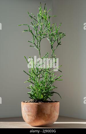 Terracotta flower pot with succulent Hatiora salicornioides standing on the table at home. Sunlight. Stock Photo