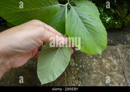 The tree, Round Leaved Whitebeam - Sorbus eminens in a garden in the UK. Stock Photo