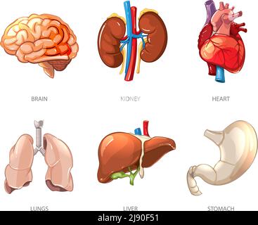 Human internal organs anatomy in cartoon vector style. Brain and kidney, liver and lung, stomach and heart illustration Stock Vector