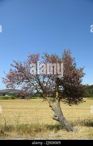 A solitary redbud tree in spring. Copy space Stock Photo