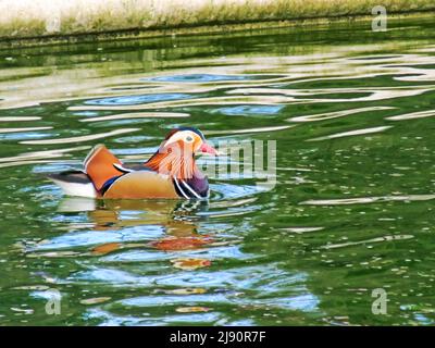 The multi-colored Drake of a Manderin duck, Axis Galericulata, on an ornamental pond in Southern England Stock Photo
