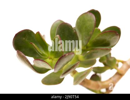 Fleshy leaves of Crassula ovata, money tree, isolated on white bac Stock Photo