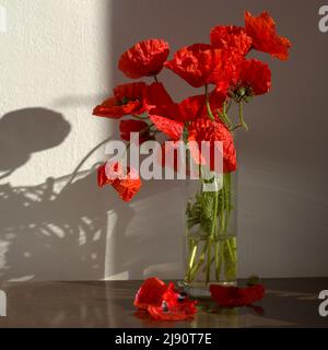 Flora of Gran Canaria -  Papaver rhoeas, common poppy, small posy, wilting Stock Photo