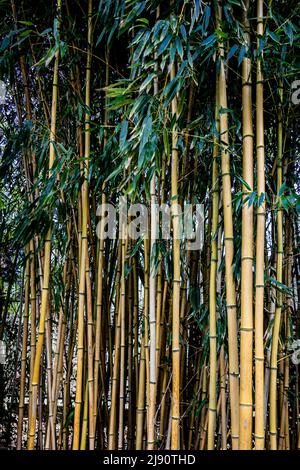 Stand of bamboo Stock Photo