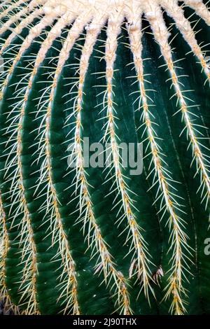 Detail of Golden Barrel Cactus, Echinocactus grusonii, desert plant native to Mexico Stock Photo