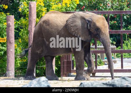 Young African bush elephant (Loxodonta africana), or the African savanna elephant close up Stock Photo
