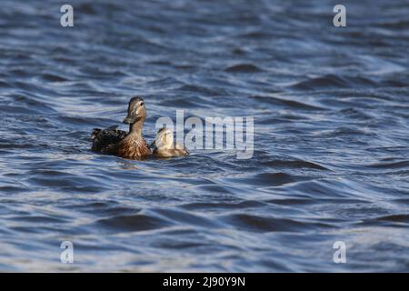 Mother mallard duck Anas platyrhynchos with one duckling swimming in Springtime Stock Photo