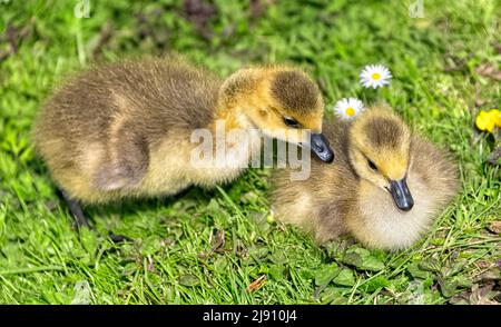 Two Canadian Goose Goslings (Branta canadensis) on grass, St. Albans Hertfordshire UK Stock Photo