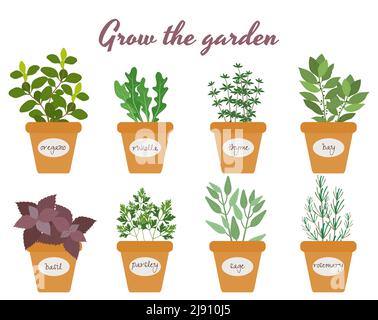 Set of vector culinary herbs in pots with labels with fresh oregano  rocket  thyme  bay  basil  rosemary  parsley and sage with text above - Grow The Stock Vector