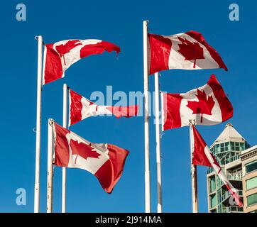 Canada national flag isolated waving on gray background Stock Photo - Alamy