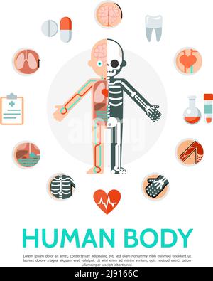 Flat human body anatomy round concept with sleketon circulatory system internal organs clipboard pills tubes tooth isolated vector illustration Stock Vector