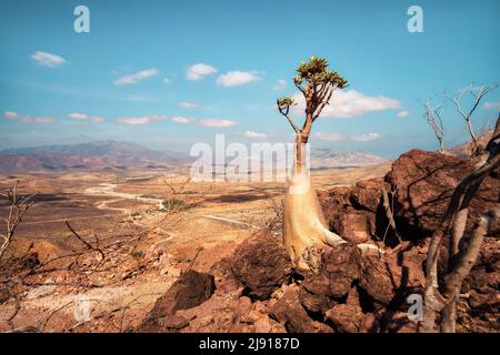 Bottle tree in central Socotra, Yemen, taken in November 2021, post processed using exposure bracketing Stock Photo