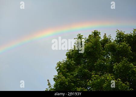 A rainbow over a tree in a grey sky Stock Photo