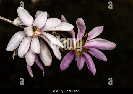 Magnolia ‘Leonard Messel’ (Magnolia kobus var. loebneri) Stock Photo