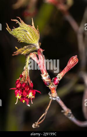 Flowers of Full Moon Maple (Acer japonicum 'Ed Wood #2') Stock Photo