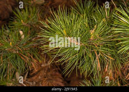 Leaves of Macedonian or Balkan Pine (Pinus peuce) Stock Photo
