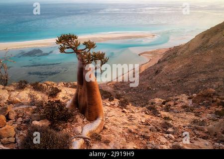 Bottle Tree on a Mountain Site in Socotra, Yemen, taken in November 2021, post processed using exposure bracketing Stock Photo