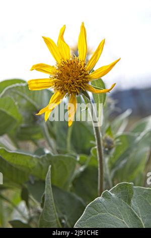 A close up of the flower of an arrow leaf balsam root in north Idaho. Stock Photo