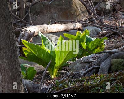 lysichiton camtschatcense,skunk cabbage Stock Photo