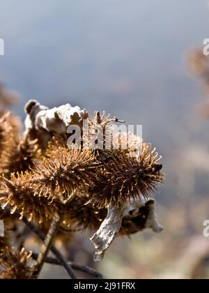 Thorny burr Stock Photo