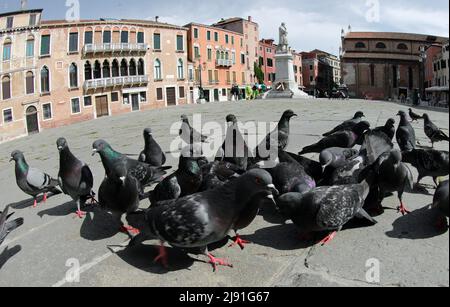 many urban pigeons looking for crumbs to eat in the large square with ...