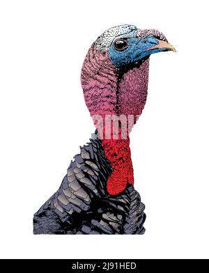An illustration of the colorful head and feathers of a wild male turkey isolated on white background. Vector EPS 10 available. Stock Vector