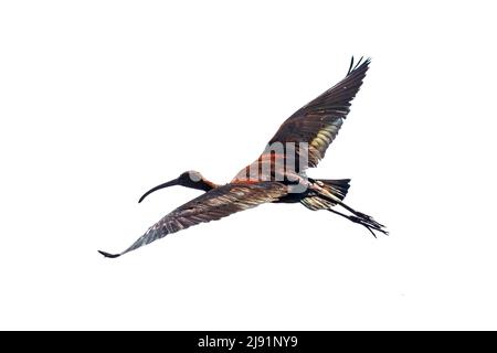 A graceful water bird glossy ibis, latin name Plegadis falcinellus, flying in sky, isolated on white background. A brown ibis fly over the water Stock Photo