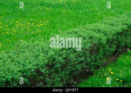 Young trimmed ligustrum bushes in the park in spring Stock Photo