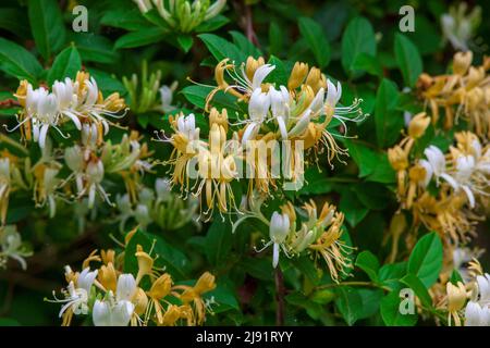 Lonicera japonica - Wild Japanese Honeysuckle flowers blooming in the springtime Stock Photo