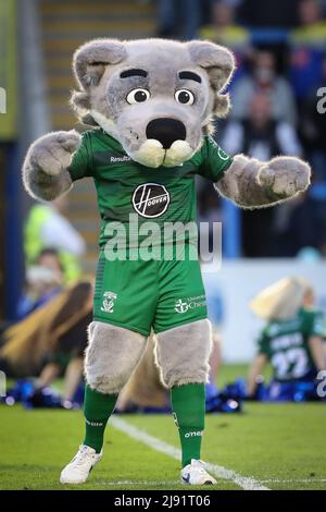 Warrington Wolves mascot Wolfie presents the new Magic Weekend kit during half time Stock Photo