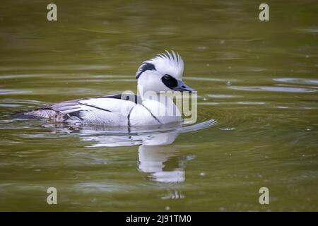 Close up of a male Smew on the surface of a lake Stock Photo