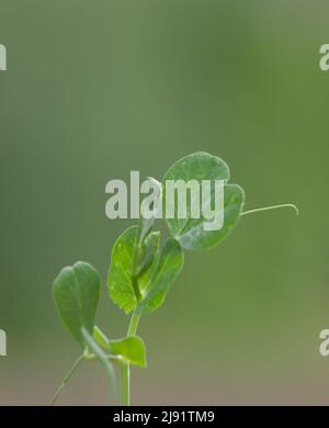 Sprout of young peas close up. Green leaves of the plant Stock Photo