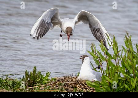 Black headed gull in the air attacking a female black headed gull on nest Stock Photo
