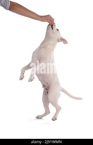 Female white american staffordshire isoled on white background Stock Photo