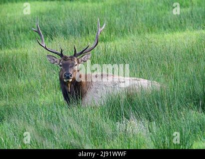 Relaxing Roosevelt Elk (Cervus canadensis roosevelti) Stock Photo