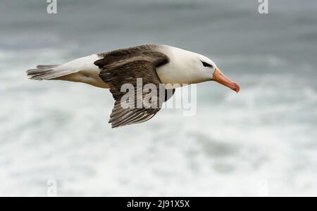 Black-browed Albatross in flight Stock Photo