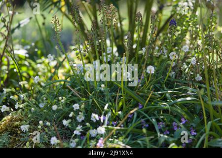 Gardening Calendar - Landscape view of a mix  of charming garden perennials . Stock Photo