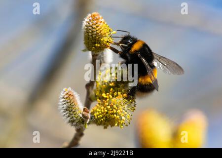 Large earth bumblebee (Bombus terrestris), dark-leaved willow (Salix myrsinifolia), flowering catkin, bee pasture, Departement Haut-Rhin, Alsace Stock Photo