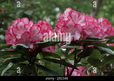 Rhododendrons (Rhododendron), Cultivar Ann Lindsay, Emsland, Lower Saxony,  Germany Stock Photo - Alamy