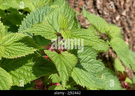 Large-flowered dead-nettle (Lamium orvala), Botanical Garden, Erlangen, Middle Franconia, Germany Stock Photo