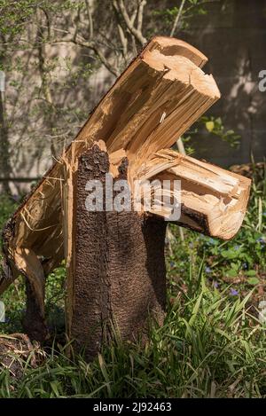 Broken tree trunk after wind breakage, Erlangen, Middle Franconia, Bavaria, Germany Stock Photo