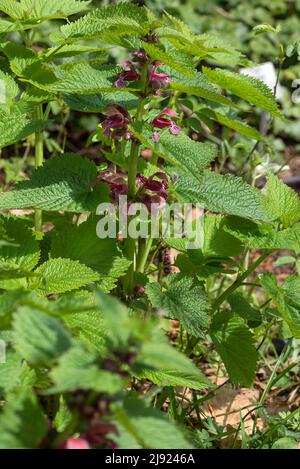 Large-flowered dead-nettle (Lamium orvala), Botanical Garden, Erlangen, Middle Franconia, Germany Stock Photo