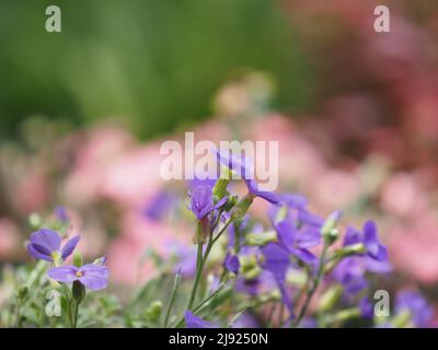 Flowering creeping phlox (Phlox subulata), Leoben, Styria, Austria Stock Photo