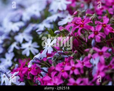 Flowering creeping phlox (Phlox subulata), Leoben, Styria, Austria Stock Photo