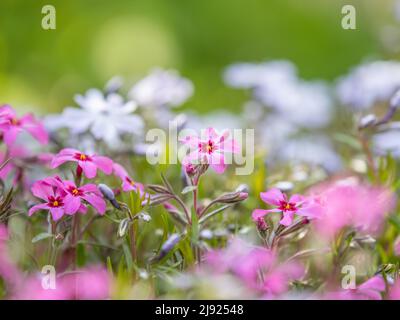 Flowering creeping phlox (Phlox subulata), Leoben, Styria, Austria Stock Photo