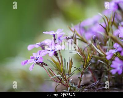 Flowering creeping phlox (Phlox subulata), Leoben, Styria, Austria Stock Photo