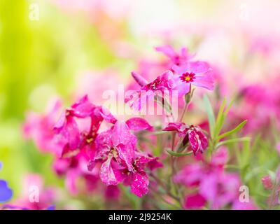 Flowering creeping phlox (Phlox subulata), Leoben, Styria, Austria Stock Photo