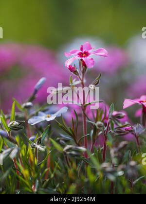 Flowering creeping phlox (Phlox subulata), Leoben, Styria, Austria Stock Photo