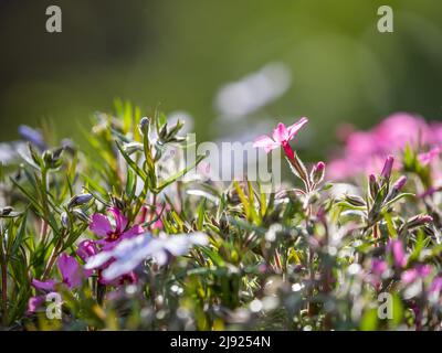 Flowering creeping phlox (Phlox subulata), Leoben, Styria, Austria Stock Photo